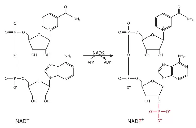 Structures of NAD + and NADP + and the reaction catalysed by NAD kinase (NADK) (VanLinden et. al 2015).